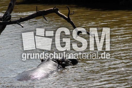 Flusspferd (19 von 104).jpg